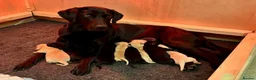Labrador Retriever dogs for sale: Beautiful Lab puppies, wonderful working/family.  in Newbury - Advert 4
