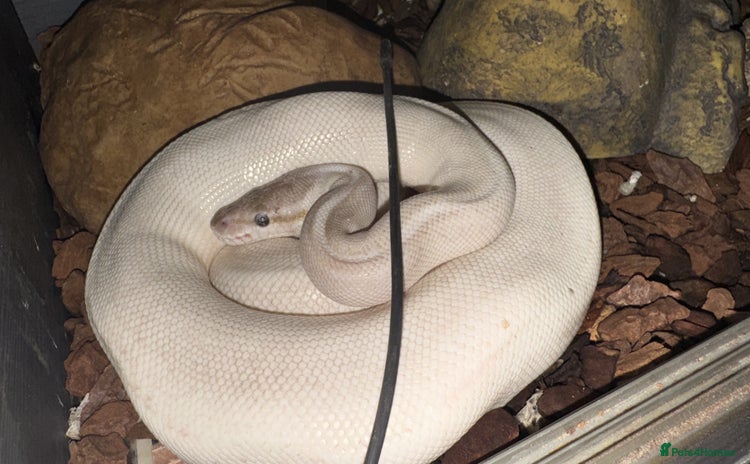 Python Snake reptiles - Advert 1