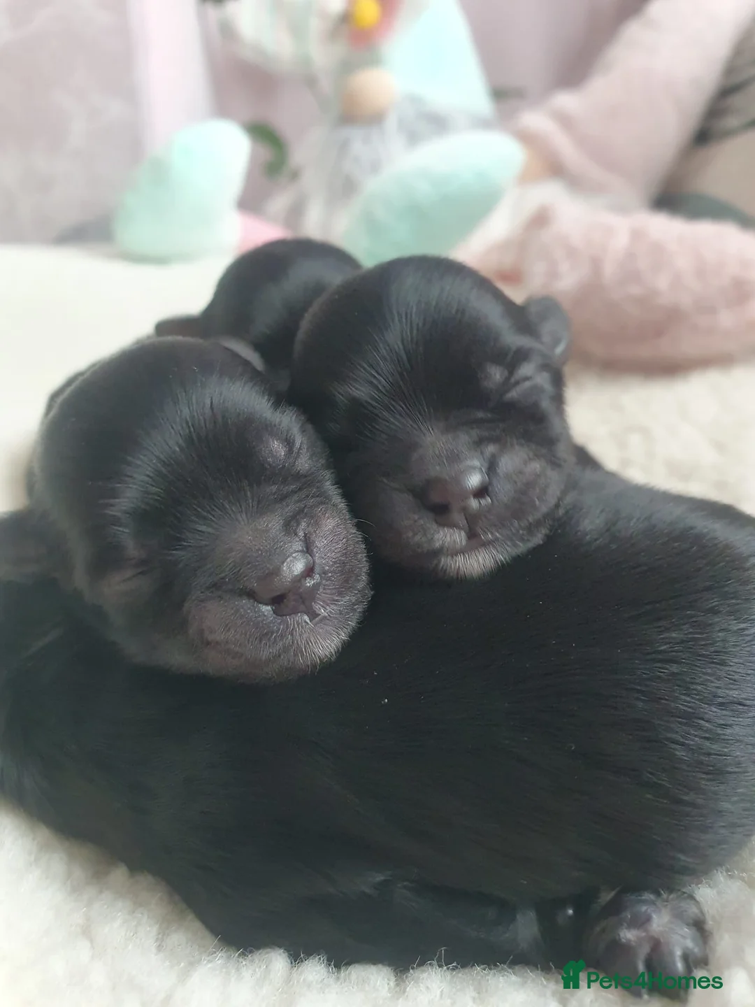 Toy Poodle dogs for stud: K.C Chocolate ToyPoodle at Stud in Coventry - Advert 39