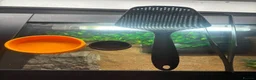 Leopard Gecko reptiles for sale: Female leopard gecko and setup  in Mold - Advert 7