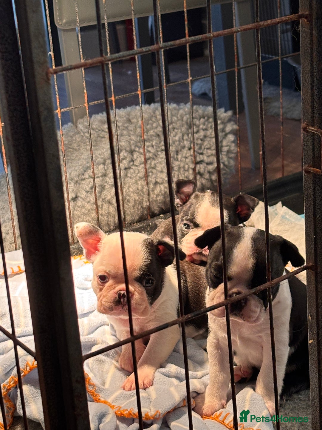 Boston Terrier dogs for sale: Stunning Boston terrier pups - Advert 3
