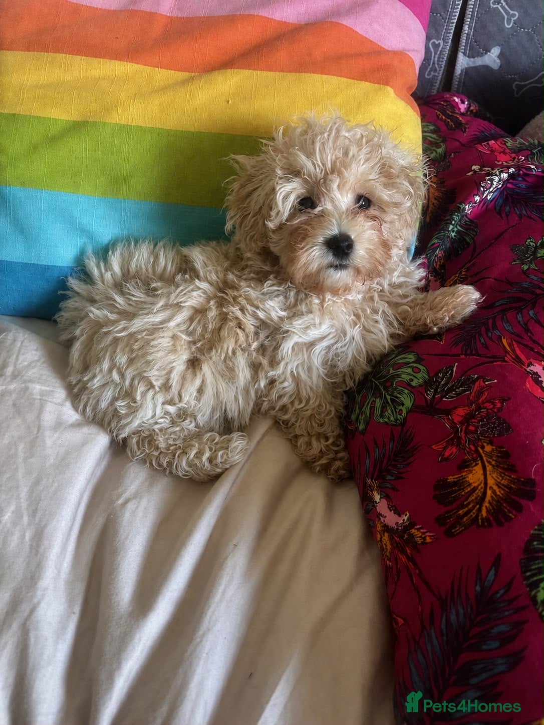 Maltipoo dogs Beautiful Maltipoos  - Advert 6