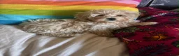 Maltipoo dogs for sale: Beautiful Maltipoos  - Advert 1