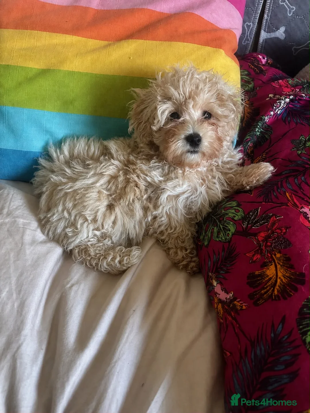 Maltipoo dogs for sale: Beautiful Maltipoos  - Advert 1