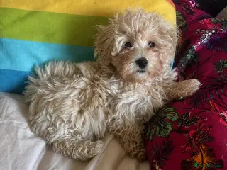Maltipoo dogs Beautiful Maltipoos - Advert 6