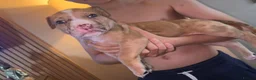 Mixed Breed dogs for sale: North American mastiff X - Advert 5