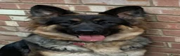 Mixed Breed dogs for sale: Rotti x gsd pups - Advert 6