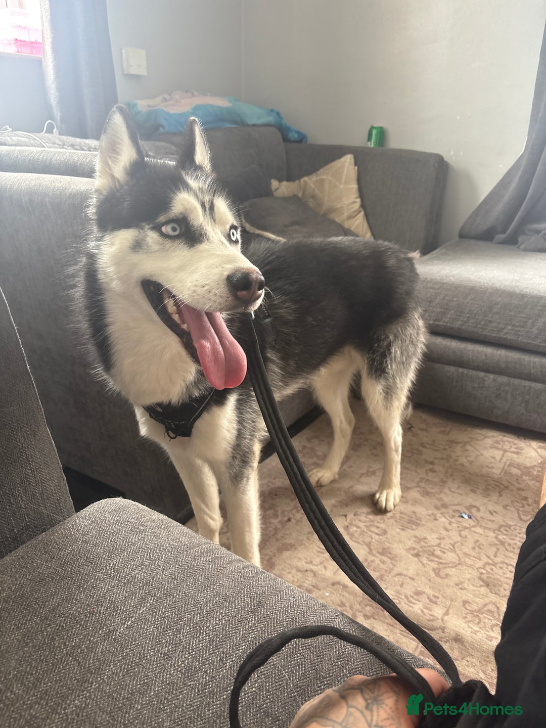 Siberian Husky dogs for sale: Siberian husky looking for new home - Image 2