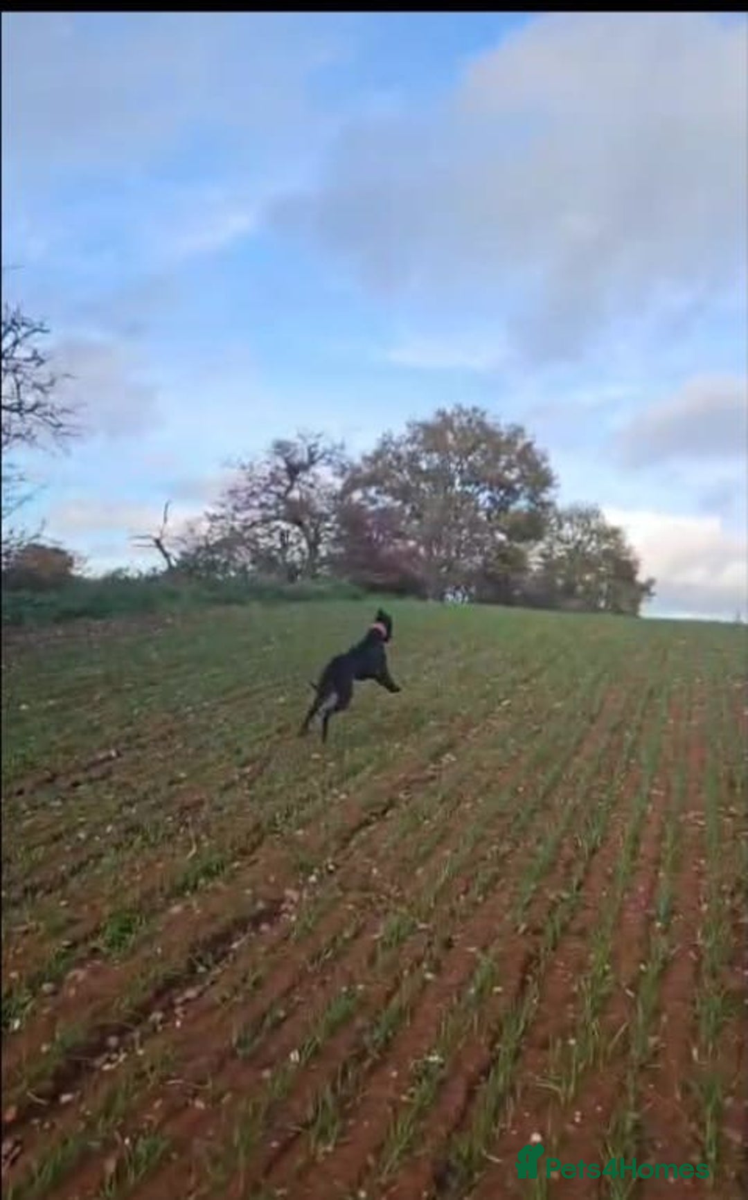 Mixed Breed dogs for sale: Grey hound x collie female  - Advert 4