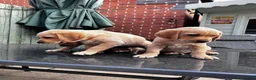 Goldador dogs for sale: Stunning Goldador puppies  - Advert 12