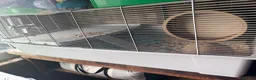 Mixed Breed rabbits for sale: Hamster with cage in Nuneaton - Advert 1