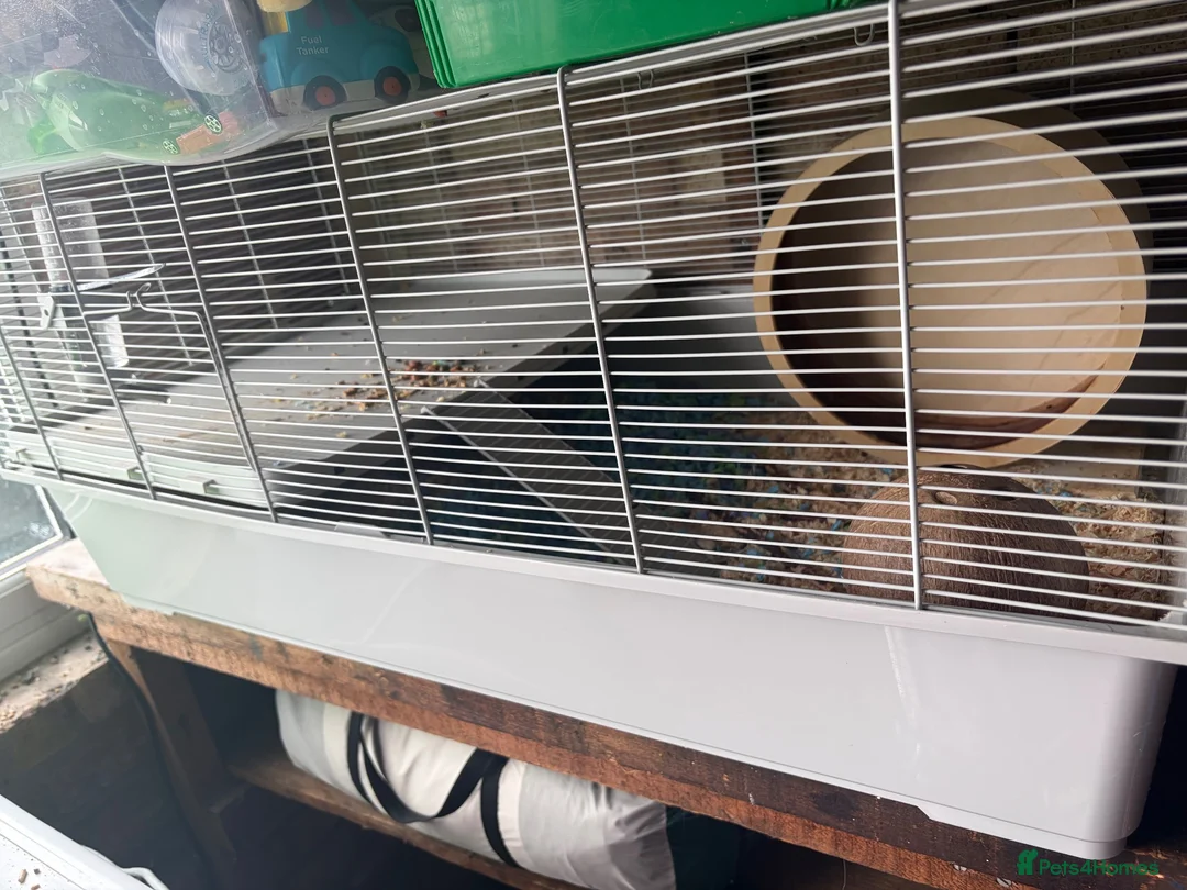 Mixed Breed rabbits for sale: Hamster with cage in Nuneaton - Advert 1