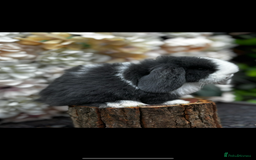 Mini Lop rabbits for sale: 🌟PURE BRED PEDIGREE MINI LOPS🌟 - Image 26