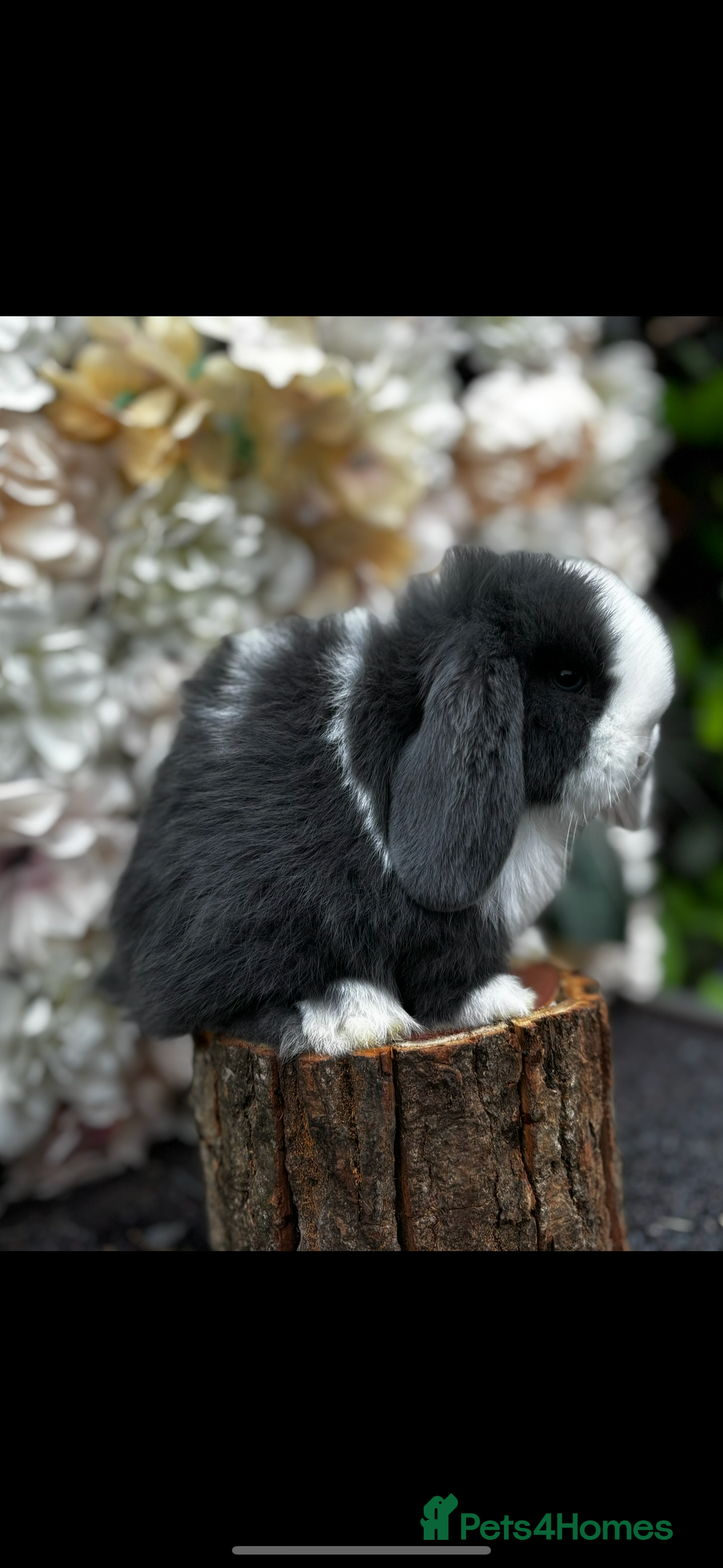 Mini Lop rabbits for sale: 🌟PURE BRED PEDIGREE MINI LOPS🌟 - Image 26