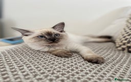 Ragdoll cats for sale: Ragdoll kitten for sale - Image 1