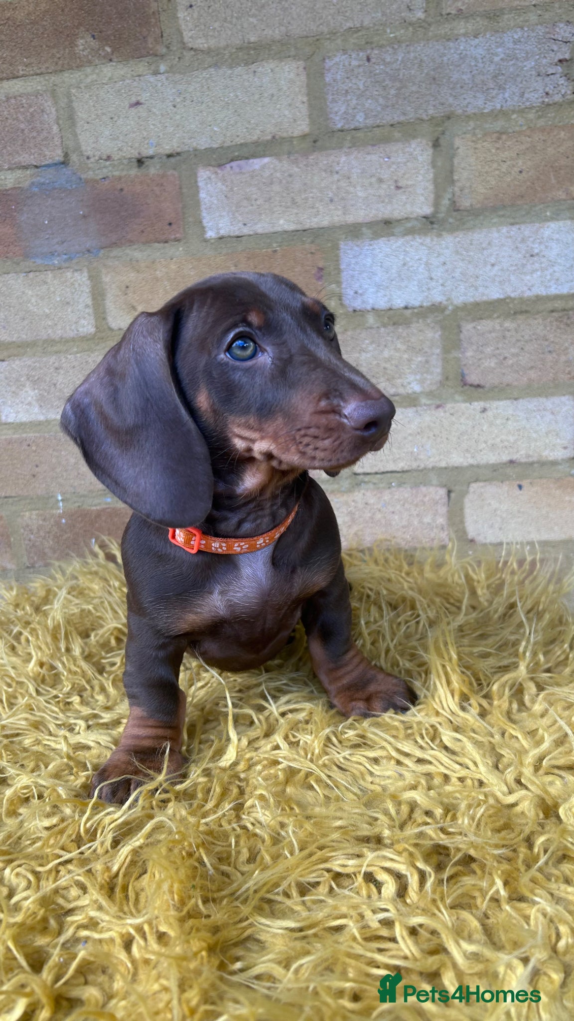 Dachshund dogs Only 2 Girls left Standard dachshund puppies  - Advert 1