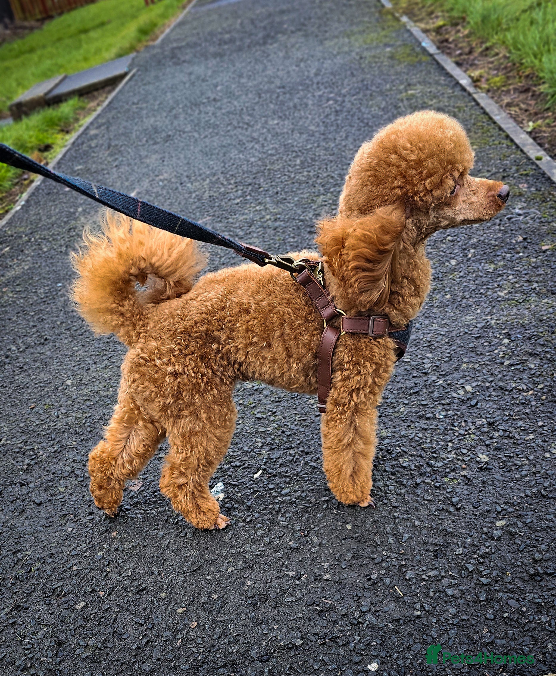 Toy Poodle dogs Beautiful Red Toy Poodle for Stud in Motherwell - Advert 5
