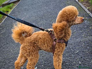 Toy Poodle dogs Beautiful Red Toy Poodle for Stud in Motherwell - Advert 1