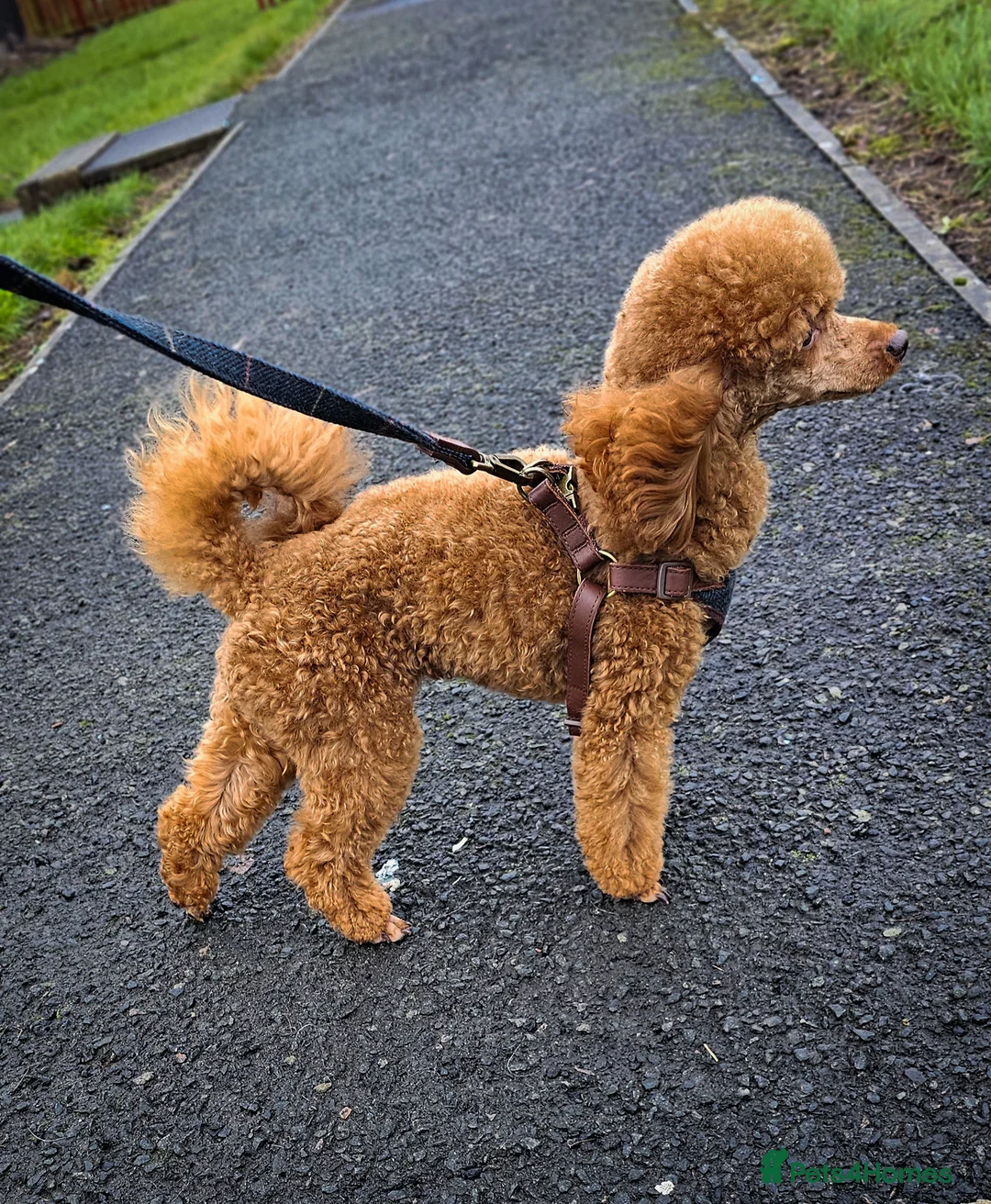 Toy Poodle dogs for stud: Beautiful Red Toy Poodle for Stud in Motherwell - Advert 1