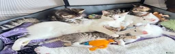 Mixed Breed cats for sale: 🐾 Adorable Male Kitten 🐾 - Advert 8
