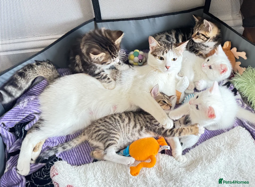Mixed Breed cats for sale: 🐾 Adorable Male Kitten 🐾 - Advert 8