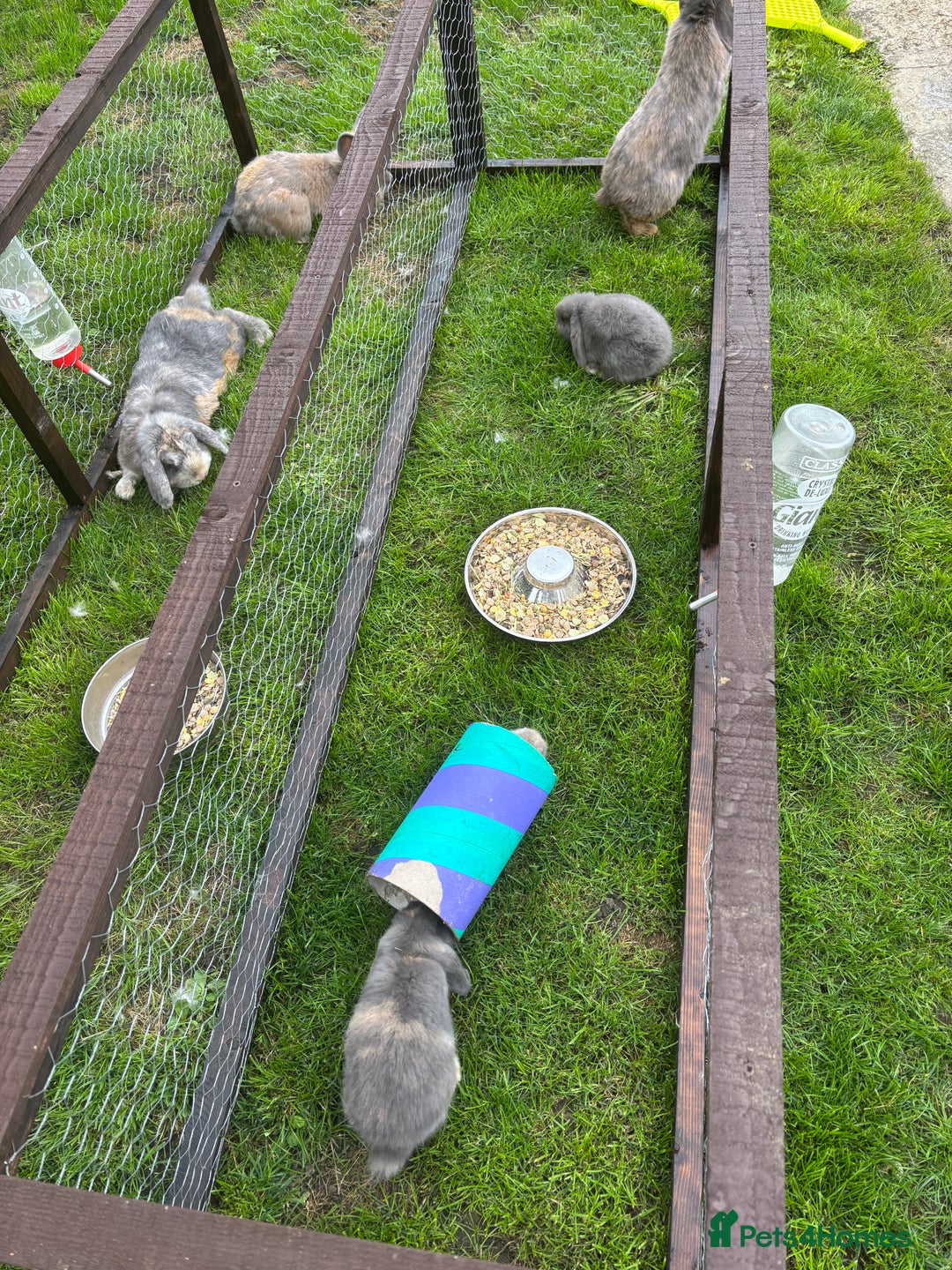 Mini Lop rabbits for sale: Gorgeous mini lops  - Image 3