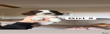 Cocker Spaniel 4