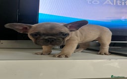 French Bulldog dogs for sale:  French bulldogs  - Image 3