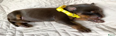 Dobermann 4