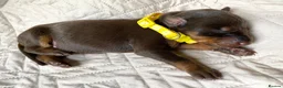Dobermann dogs for sale: KC REGISTERED DOBERMAN PUPS - Advert 37