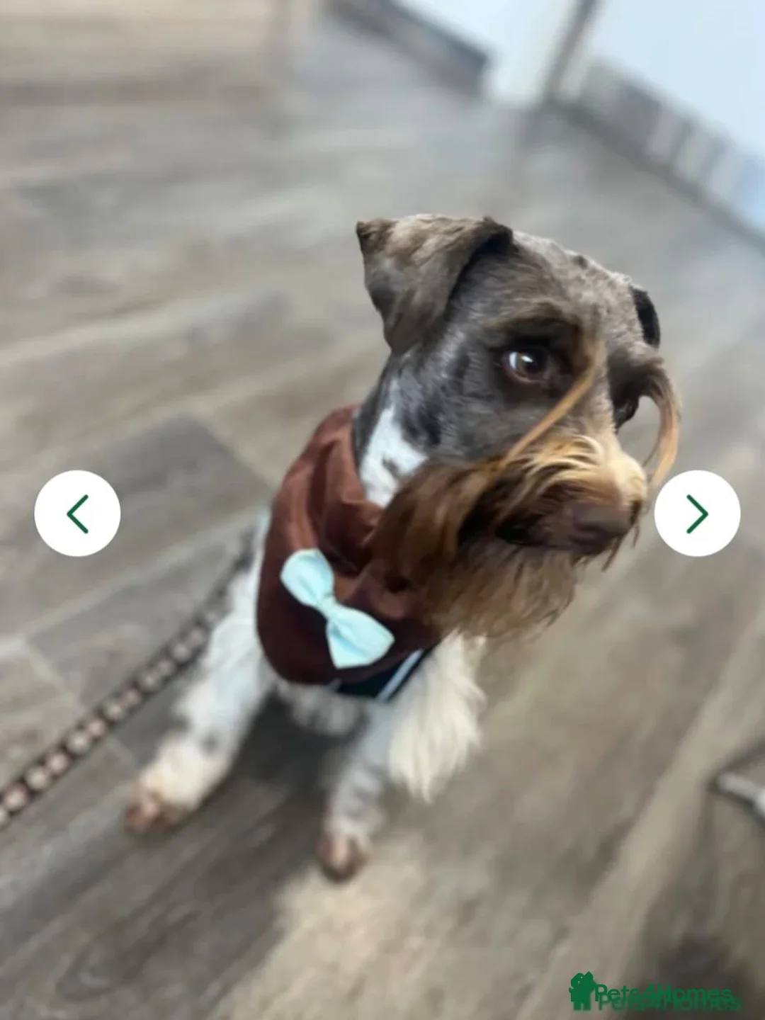 Miniature Schnauzer dogs for sale: Miniature schnauzer puppies  - Advert 7