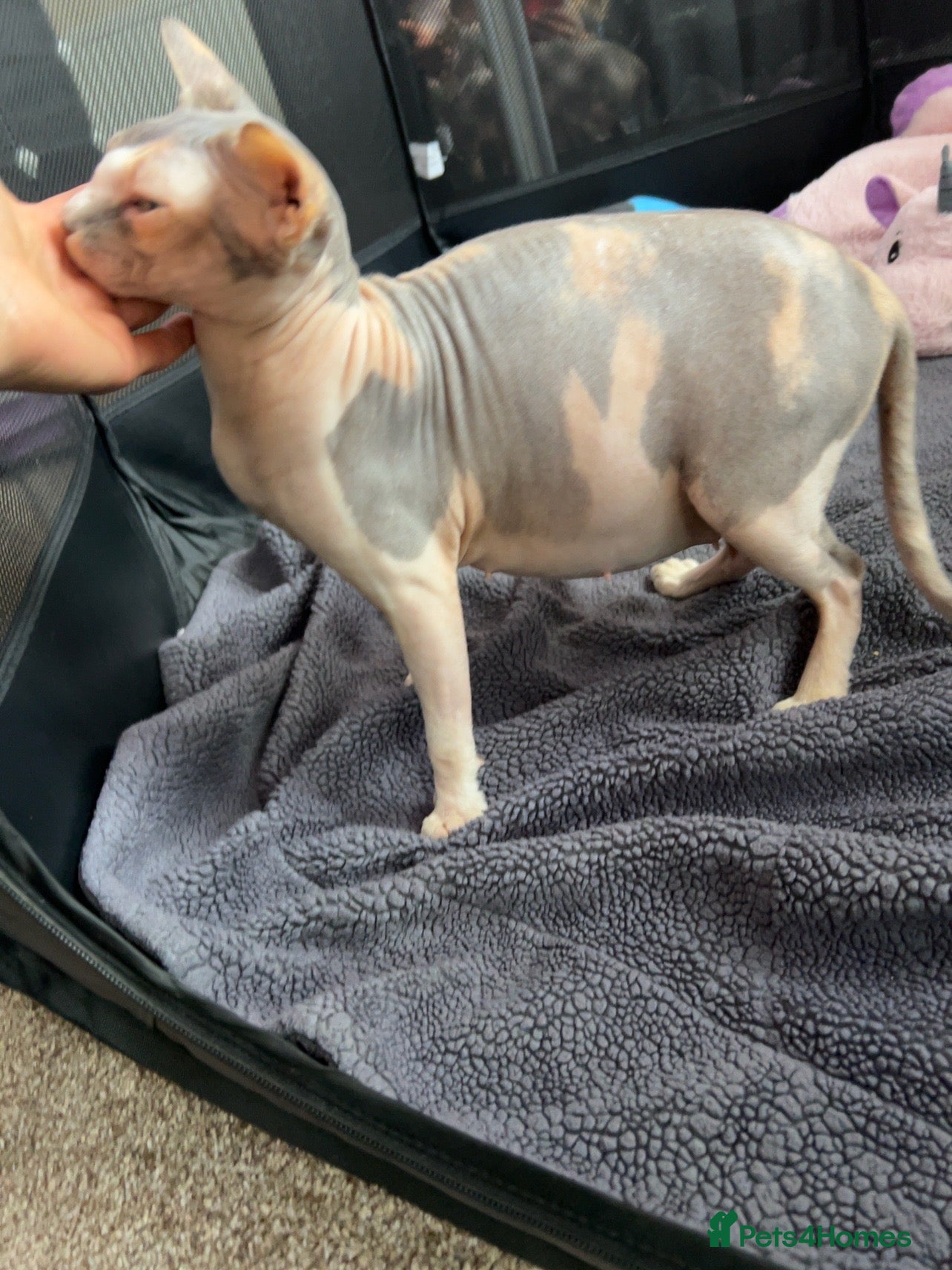 Sphynx cats TICA Registered Sphynx Girl Only-Cat Home Required - Advert 17
