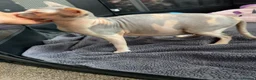 Sphynx cats for sale: TICA Registered Sphynx Girl Only-Cat Home Required - Advert 1
