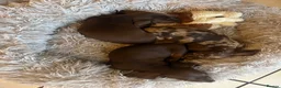 Miniature Dachshund dogs for sale: Tan Miniature dachshunds  - Advert 10