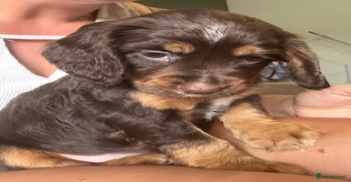 Cocker Spaniel dogs - Advert 9