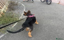 German Shepherd dogs for sale: Female German shepherd  - Image 3