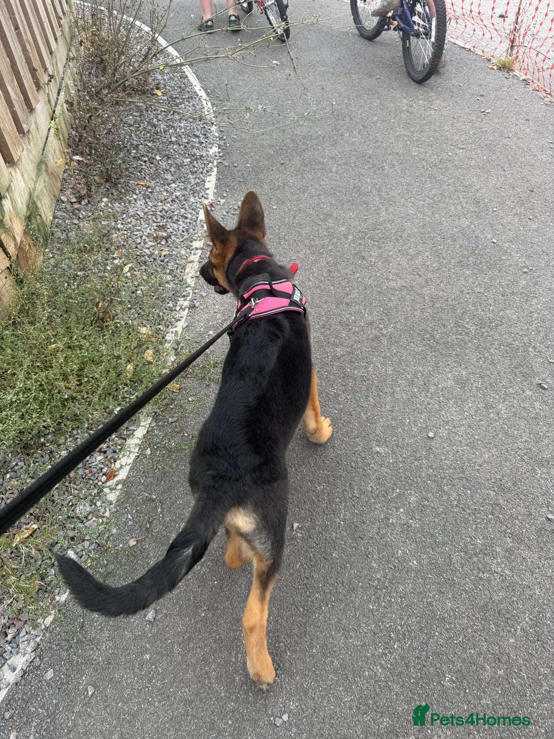 German Shepherd dogs for sale: Female German shepherd  - Image 3