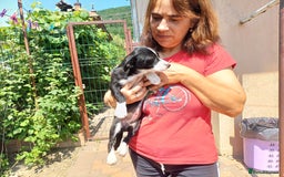 Mixed Breed dogs for adoption: Meet LUNA, a Lovely Puppy Girl - for a Loving Home - Image 10
