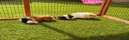 Guinea Pig rodents for sale: Guinea pigs looking for forever homes - Advert 6
