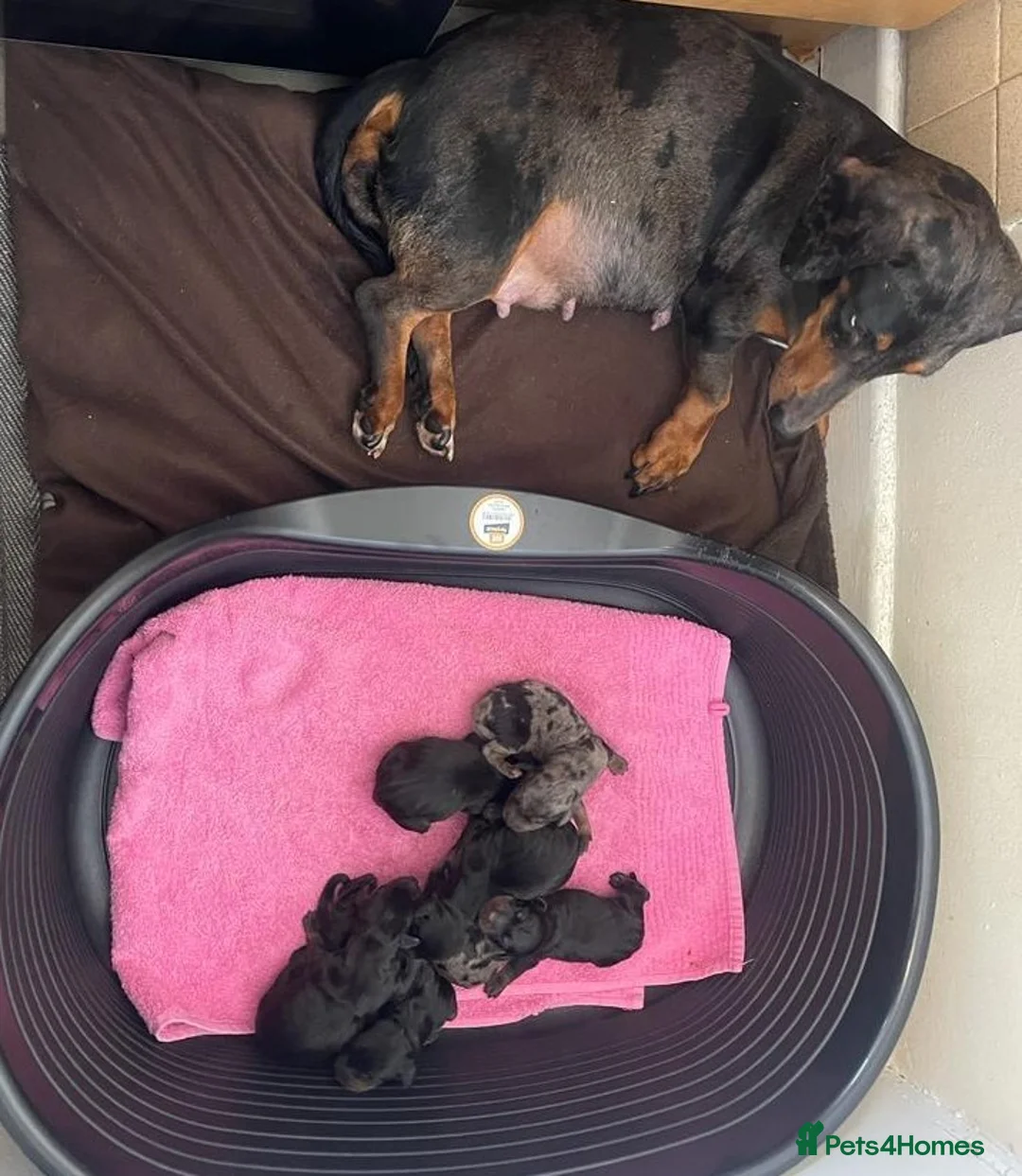 Dachshund dogs for stud: Dachshund Available for Stud - Advert 8