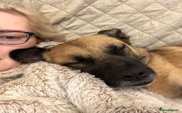 Mixed Breed dogs for adoption: Maple - Image 9