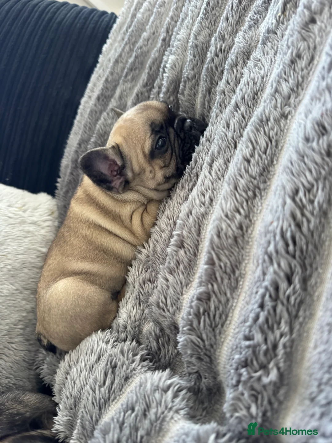 French Bulldog dogs for sale: French bull dog puppies  - Advert 2