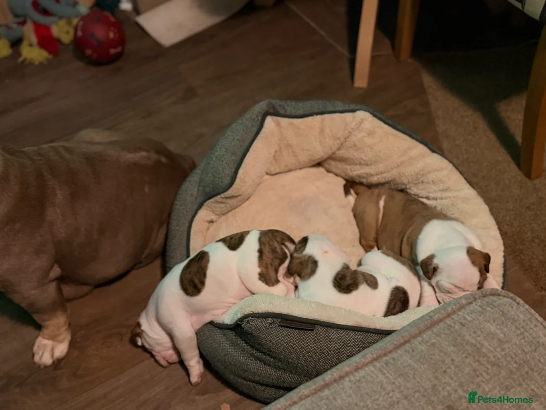 English Bulldog dogs for sale: Bulldogs  in Sandown - Advert 4