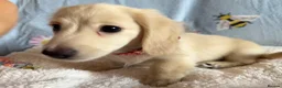 Miniature Dachshund dogs for sale: Cream long haired kc ready to go now - Advert 22
