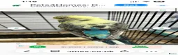 Budgerigars birds for sale: Exhibition female budgies - Advert 11