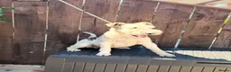 Fox Terrier dogs for sale: KC 2 years old Fox terriers  - Advert 3
