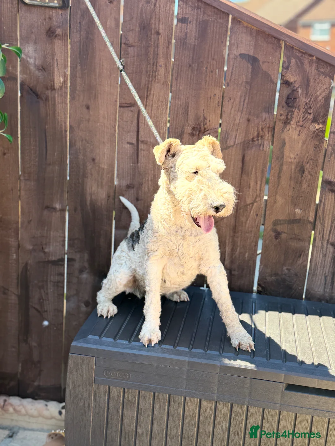 Fox Terrier dogs for sale: KC 2 years old Fox terriers  - Advert 3