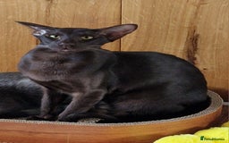 Oriental cats for sale: Oriental havana male for sale - Image 2