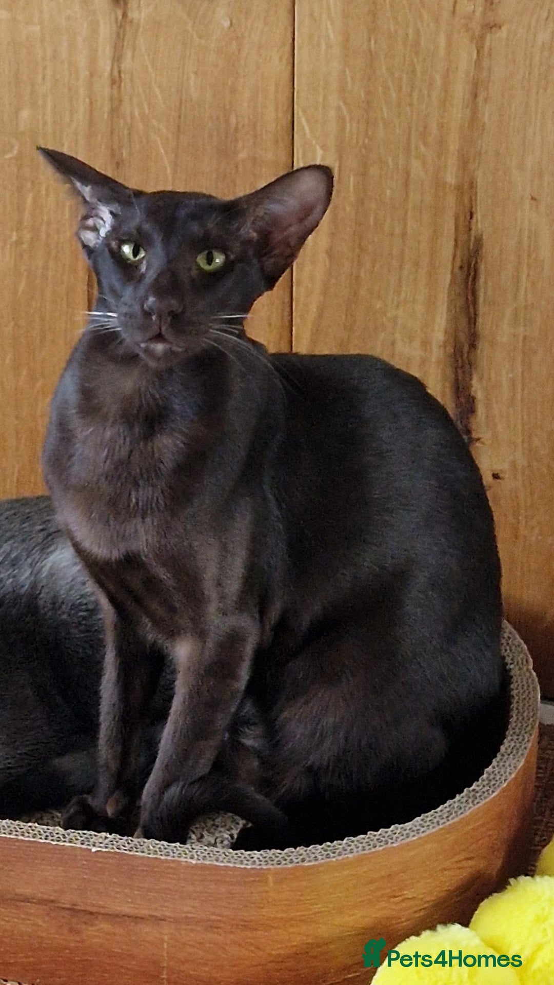Oriental cats for sale: Oriental havana male for sale - Image 2