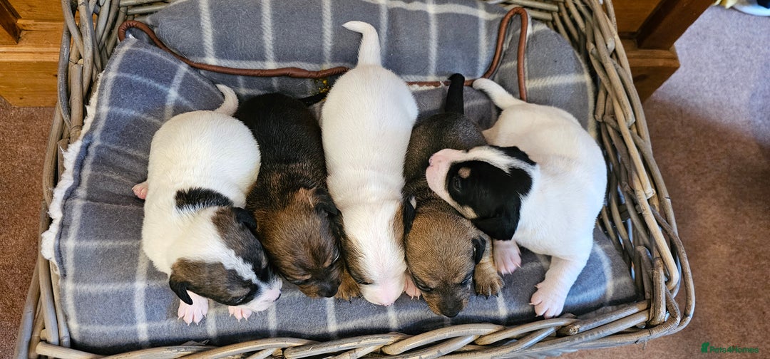 Mixed Breed dogs for sale: Gorgeous Jack Russell x Dachshund Puppies in Welshpool - Image 2